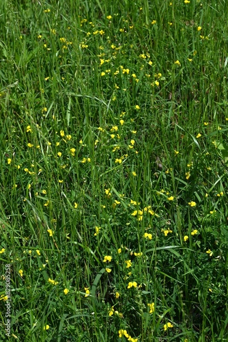 Bird's-foot trefoil ( Lotus japonicus ) flowers. Fabaceae perennial plants.Blooms butterfly-shaped yellow flowers from April to July, and also has medicinal properties.