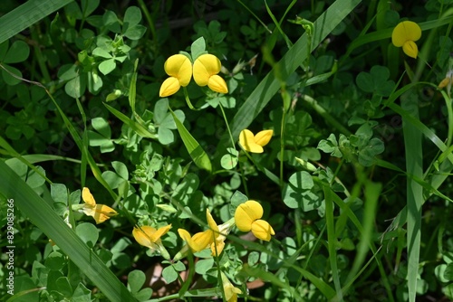 Bird's-foot trefoil ( Lotus japonicus ) flowers. Fabaceae perennial plants.Blooms butterfly-shaped yellow flowers from April to July, and also has medicinal properties.
