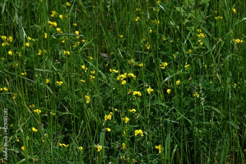 Bird's-foot trefoil ( Lotus japonicus ) flowers. Fabaceae perennial plants.Blooms butterfly-shaped yellow flowers from April to July, and also has medicinal properties.