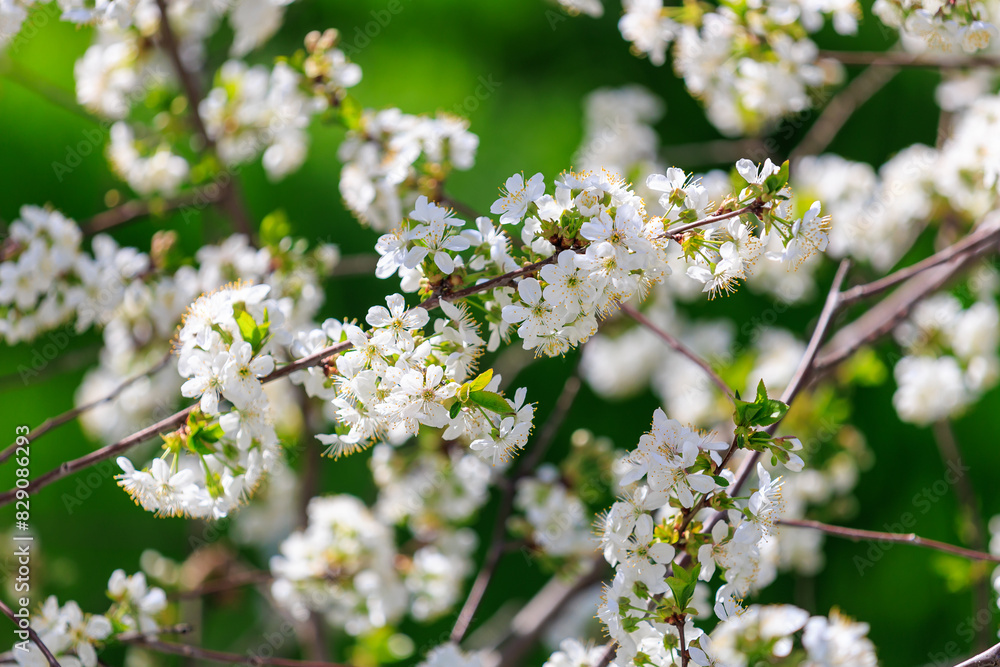 A tree with white flowers is in the foreground A tree with white flowers is in the foreground