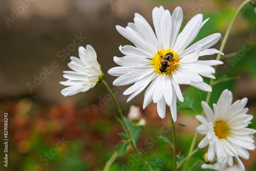 A white flower with a yellow center is being pollinated by a bee