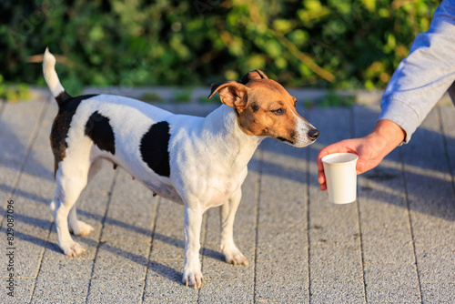 The concept of giving a dog something to drink in the heat. Caring for animals. Pet portrait with selective focus