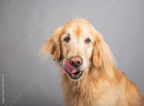 Portrait of a golden retriever  licking its lips in front of a grey background photo