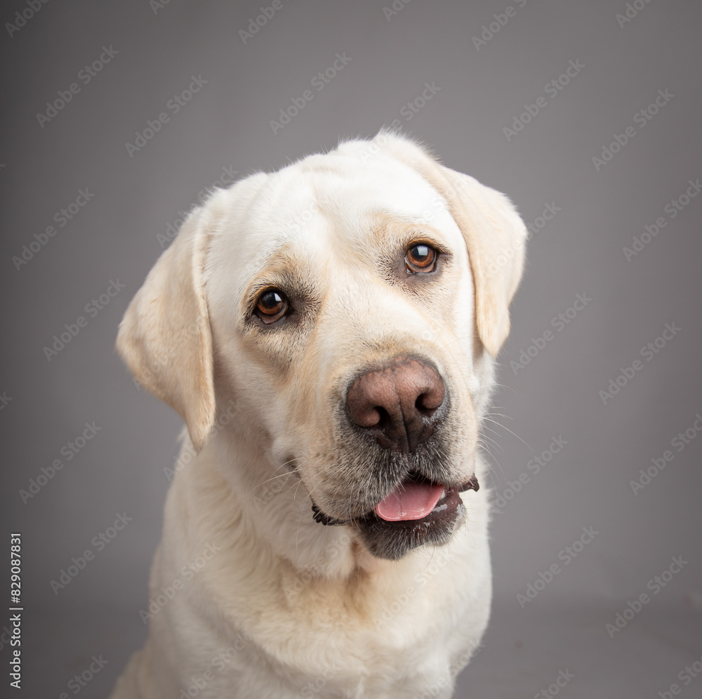 Portrait of a white labrador retriever sitting in front of a grey background Portrait of a white labrador retriever sitting in front of a grey background