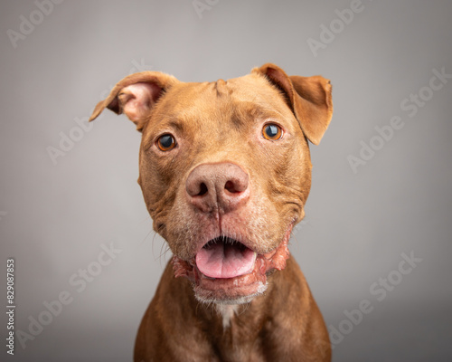 Wallpaper Mural Portrait of a brown pit bull with an open mouth sitting in front of a grey background Torontodigital.ca