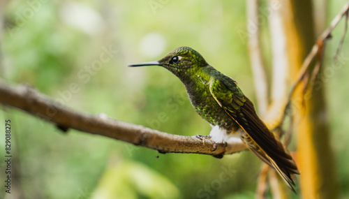 pequeño colibrí de plumaje verde en la rama de un arbusto en el bosque 