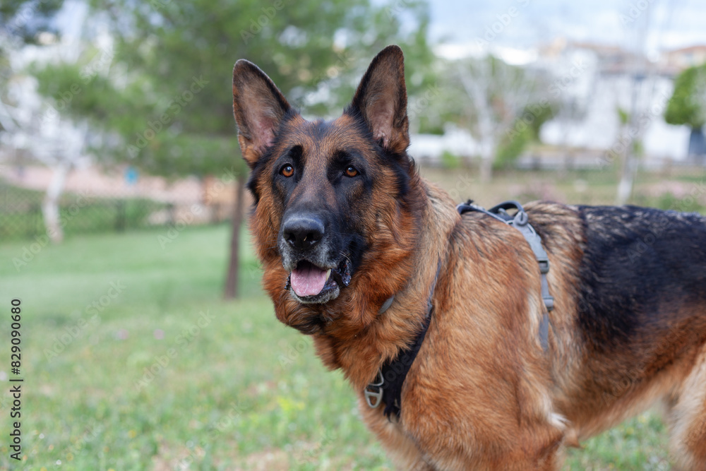 Close-up Portrait of a German Shepherd dog standing in a park, Spain Close-up Portrait of a German Shepherd dog standing in a park, Spain