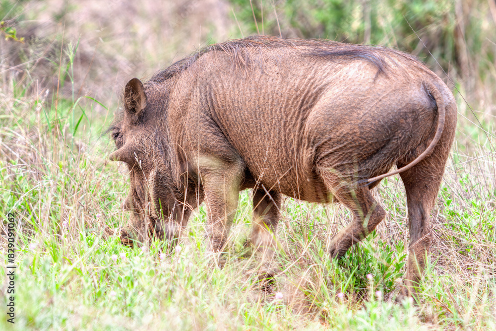 warthog grazing on the savannah in the african bush