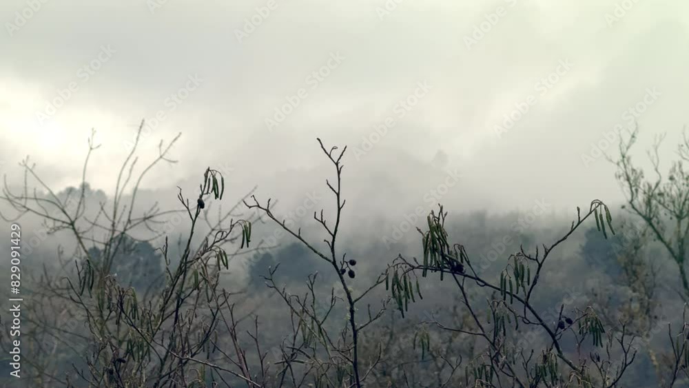 Misty Mountain Silhouettes and Bare Branches Misty Mountain Silhouettes and Bare Branches