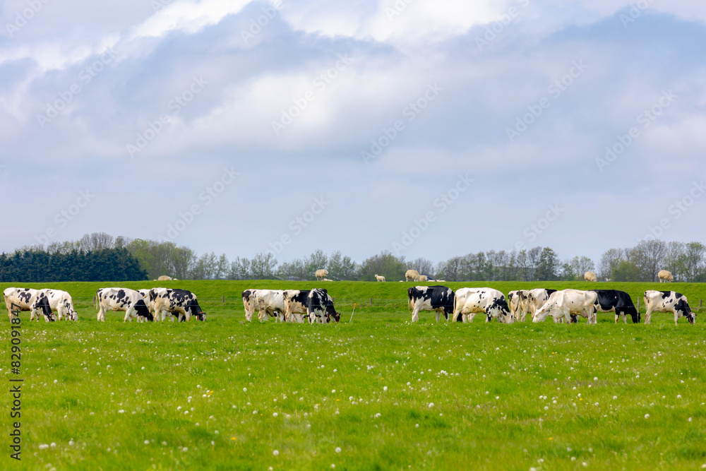Group of black and white Dutch cows on green meadow, Typical spring polder with wild flowers and farm house, Open farm with dairy cattle on grass field, Countryside farm in North Holland, Netherlands