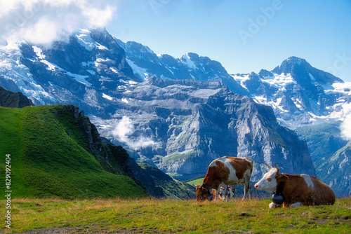 Three Cows grazing in an alpine meadow in Swiss Alps, Mannlichen, Switzerland photo