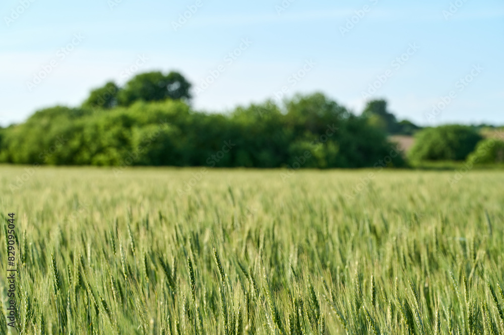 Photo of an agricultural field with young green wheat. A field with young wheat on a sunny day. Blue sky. Bushes at the end of the field Photo of an agricultural field with young green wheat. A field with young wheat on a sunny day. Blue sky. Bushes at the end of the field