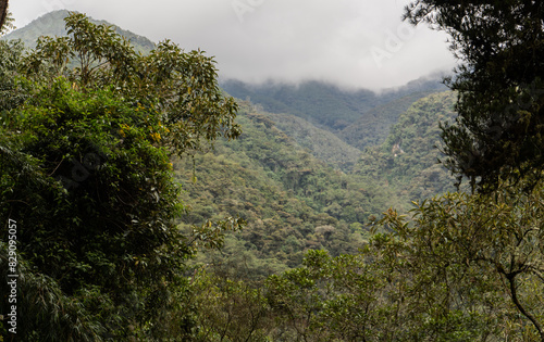 paisaje de bosque h  medo tropical Colombino 