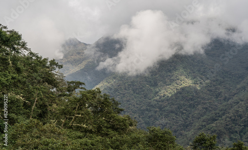 paisaje de bosque tropical h  medo 