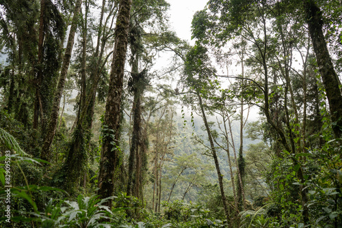 paisaje boscoso h  medo tropical de monta  a 