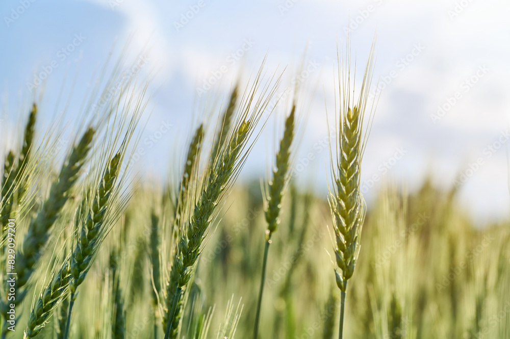 Photo. a young ear of wheat on the background of the sky. Spikelets close-up. In the background is a blue sky with a blurred focus Photo. a young ear of wheat on the background of the sky. Spikelets close-up. In the background is a blue sky with a blurred focus