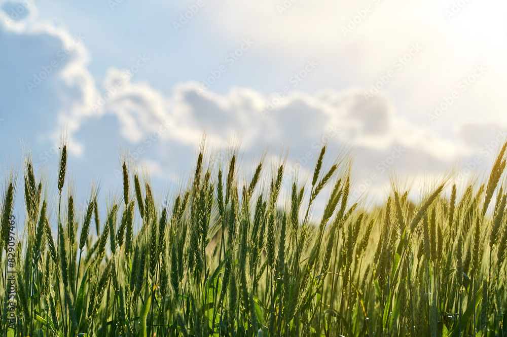 Photo. a young ear of wheat on the background of the sky. Spikelets close-up. The background is a blue sky with clouds on a summer day Photo. a young ear of wheat on the background of the sky. Spikelets close-up. The background is a blue sky with clouds on a summer day