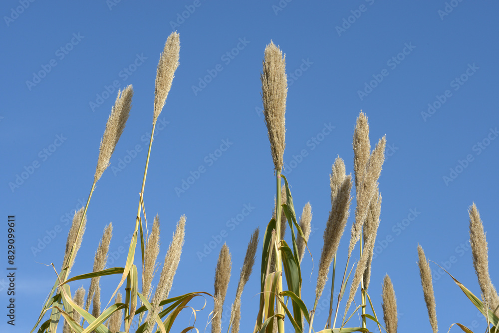 フイリダンチク