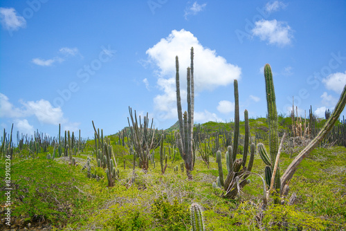 Landscape of Washington-Slagbaai National Park in Bonaire, Caribbean island. 