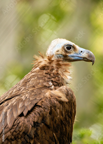 Black Vulture  Coragyps atratus  - Commonly Found in the Americas.