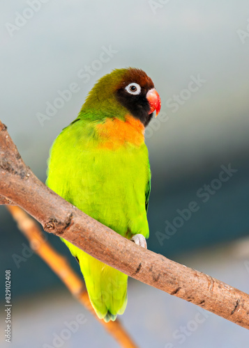 Yellow-collared Lovebird (Agapornis personatus) - Commonly Found in East Africa photo