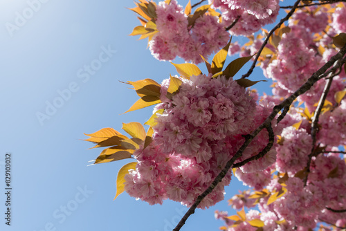 Cherry blossoms part of a tree in full bloom Japanese spring scene with blue sky