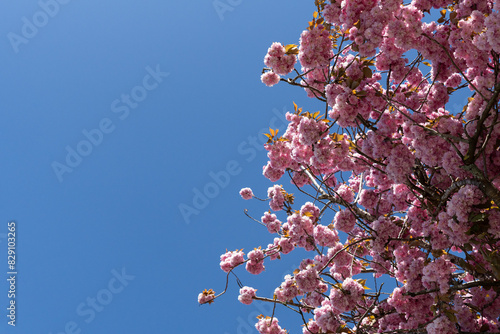 Cherry blossoms part of a tree in full bloom Japanese spring scene with blue sky