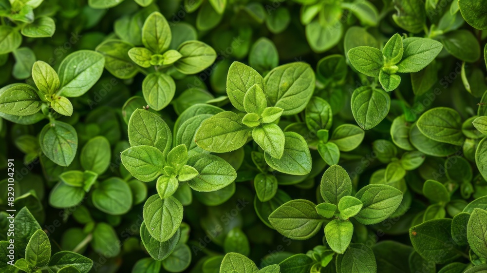 Oregano Microgreens: Mediterranean Aroma Oregano Microgreens: Mediterranean Aroma