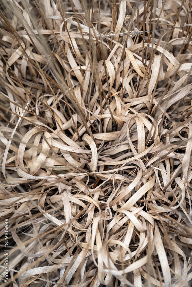 Long leaves of tall ornamental grasses curled up after a long winter, as a nature background
Long leaves of tall ornamental grasses curled up after a long winter, as a nature background