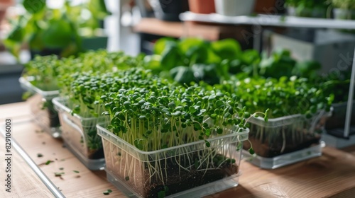 Personal Microgreen Grow Pods © selentaori