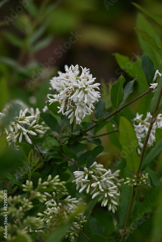 Border privet ( Ligustrum obtusifolium ) flowers. Oleaceae deciduous shrub. Blooms in dense clusters of fragrant, tubular white flowers in early summer.