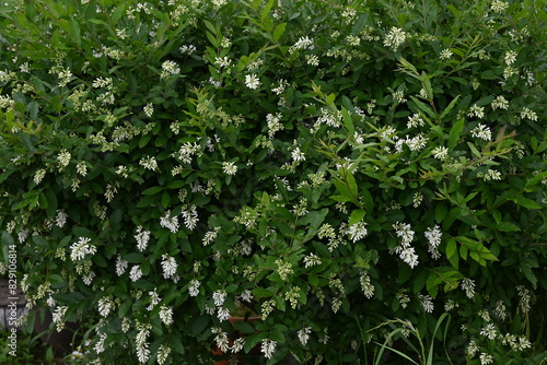 Border privet ( Ligustrum obtusifolium ) flowers. Oleaceae deciduous shrub. Blooms in dense clusters of fragrant, tubular white flowers in early summer.