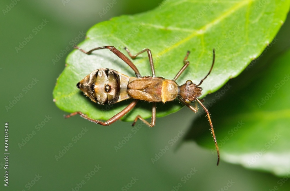 Fototapeta premium Texas bow-legged bug nymph Hyalymenus tarsatus insect nature Springtime pest control. 