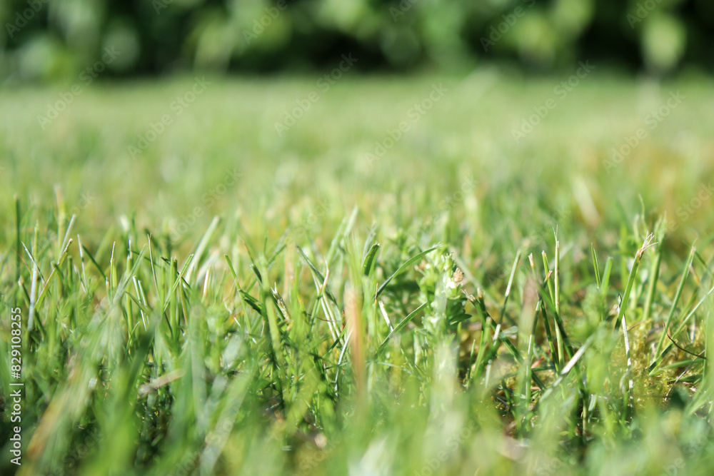Close up green meadow lawn in the garden Close up green meadow lawn in the garden