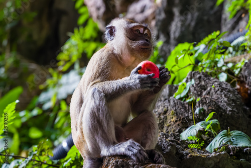 Photography Monkey (long-tailed Macaque) eating an Apple at the Batu Caves near Kuala Lumpur