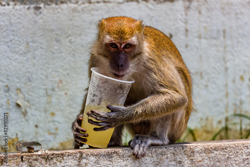 Canvas Print Monkey (long-tailed Macaque) drinking from a discarded cup at the Batu Caves nea