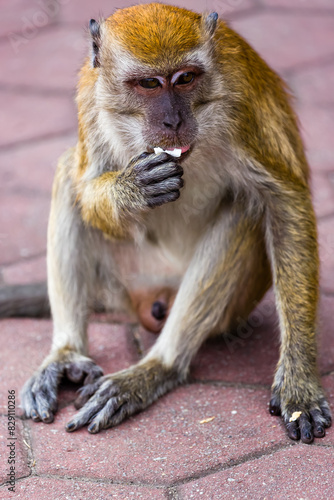 Monkey (long-tailed Macaque) eating a stolen coconut at the Batu Caves, Kuala Lumpur (Malaysia)
