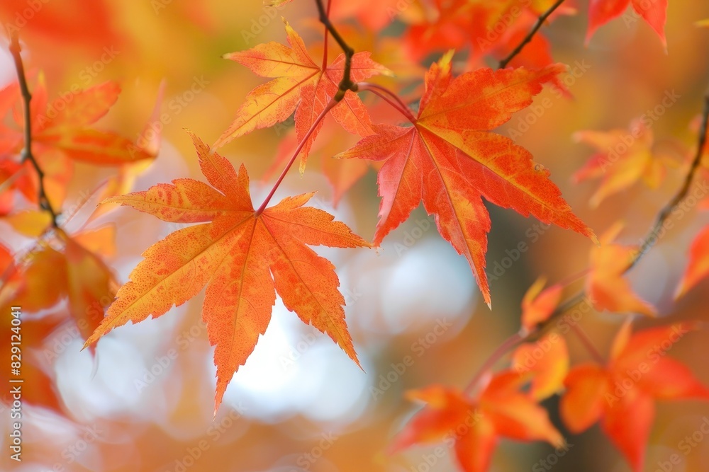 Vibrant autumn leaves