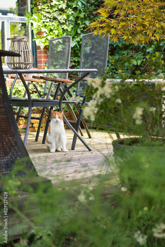 Europäisch Kurzhaar Katze auf der Terrasse