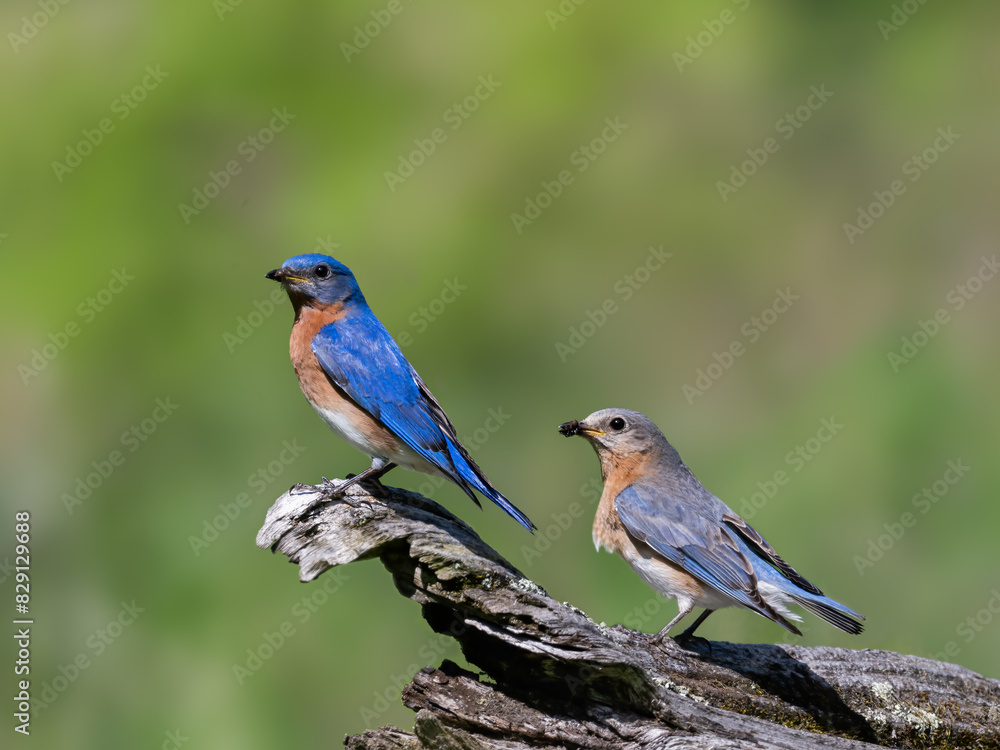 Obraz premium Male and female Eastern Bluebird on snag against blur background