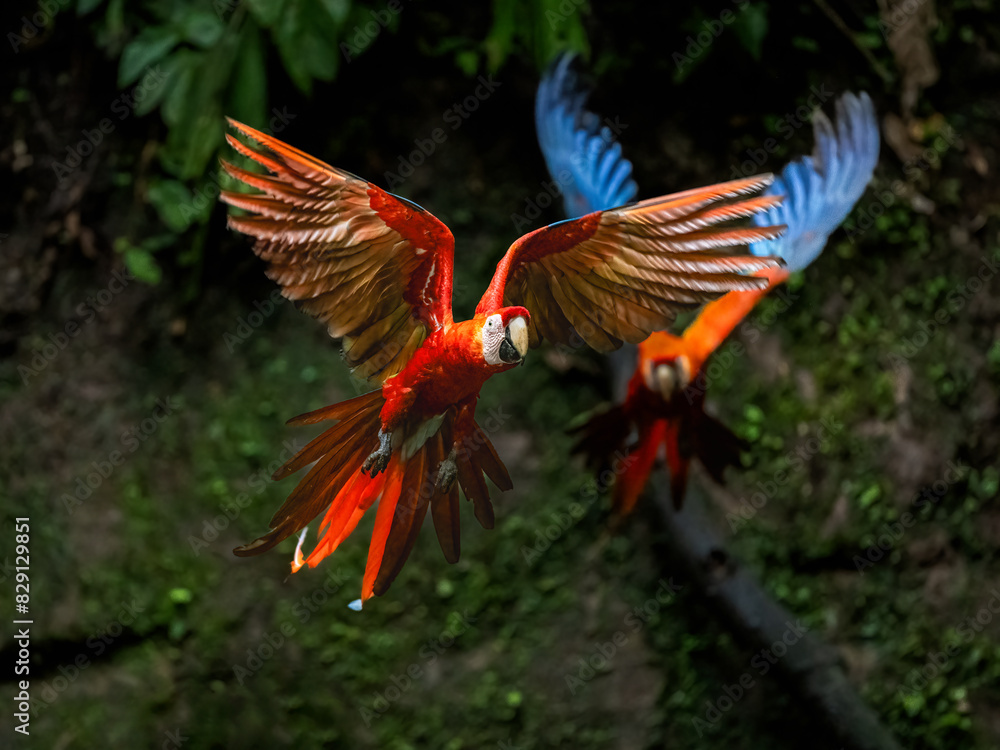 Obraz premium Scarlet Macaw in flight against dark background at a clay lick