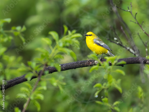 Blue-winged Warbler on tree branch in Spring photo