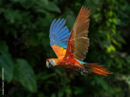 Scarlet Macaw in flight against dark background at a clay lick