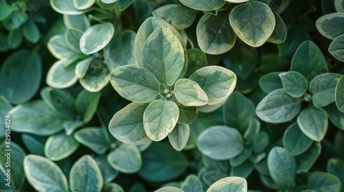 A plant having small leaves that are a mixture of grey green and light green colors