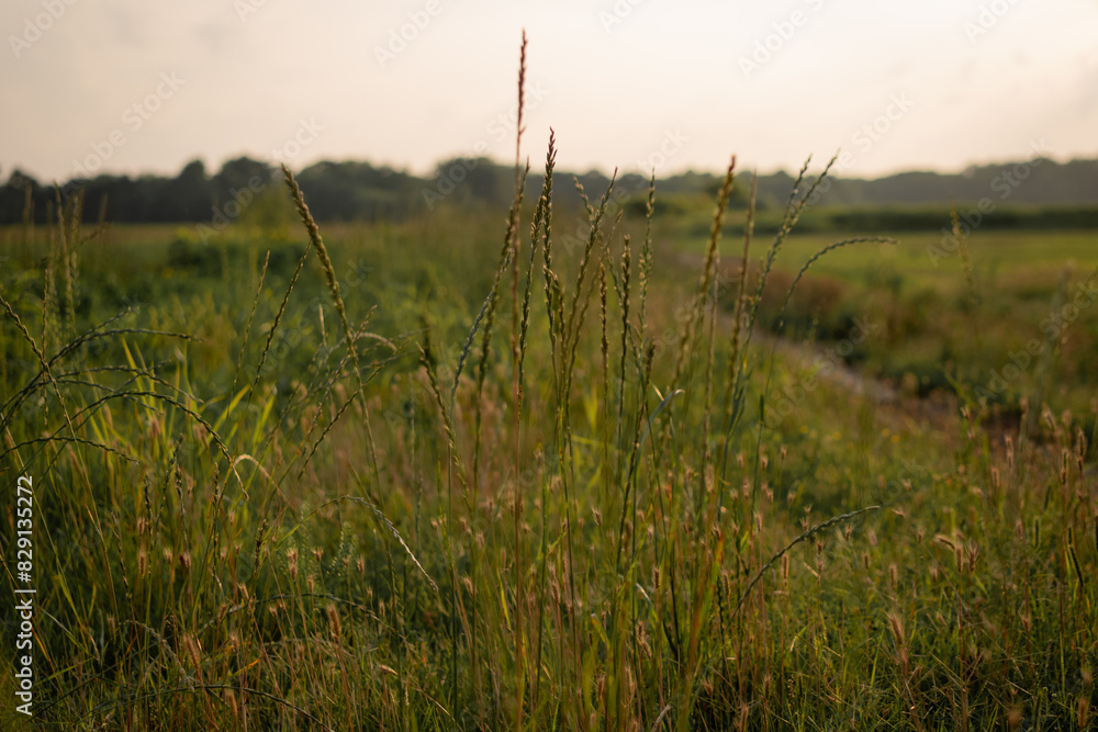 Obraz premium sunset in the field