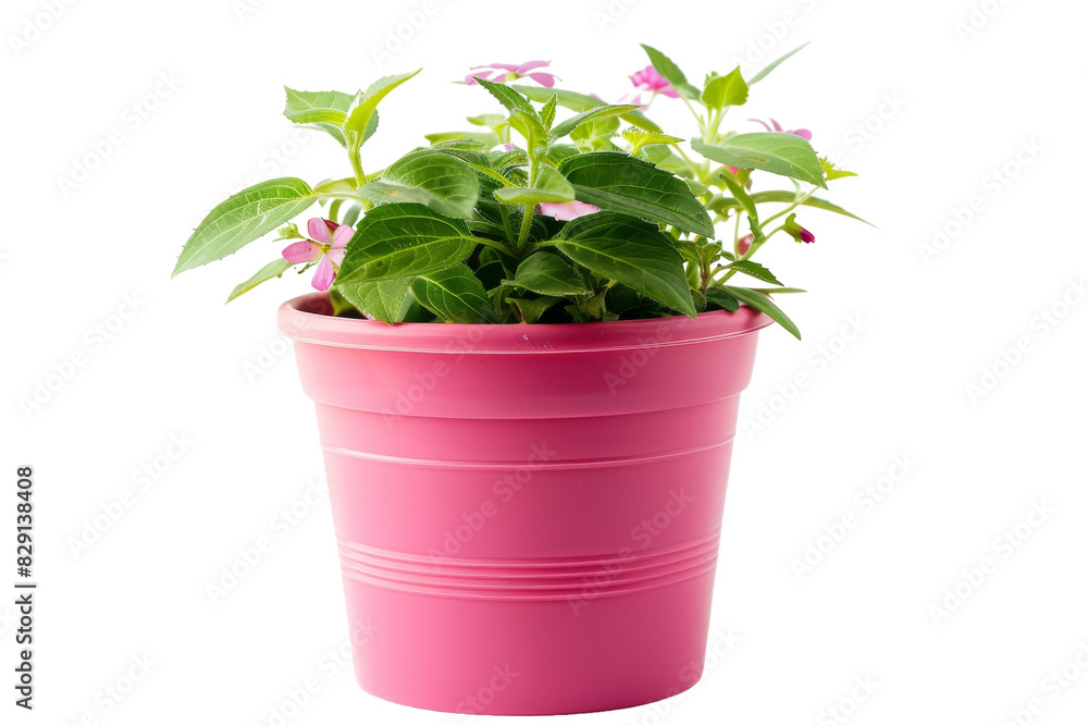 Classic White Plastic Flower Pot Isolated on Transparent Background Classic White Plastic Flower Pot Isolated on Transparent Background
