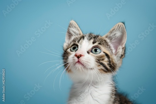 Portrait of a white and tan tabby kitten looking up and slightly to viewers right with wide eyed curiosity. Blue background with copy space - generative ai © Nia™