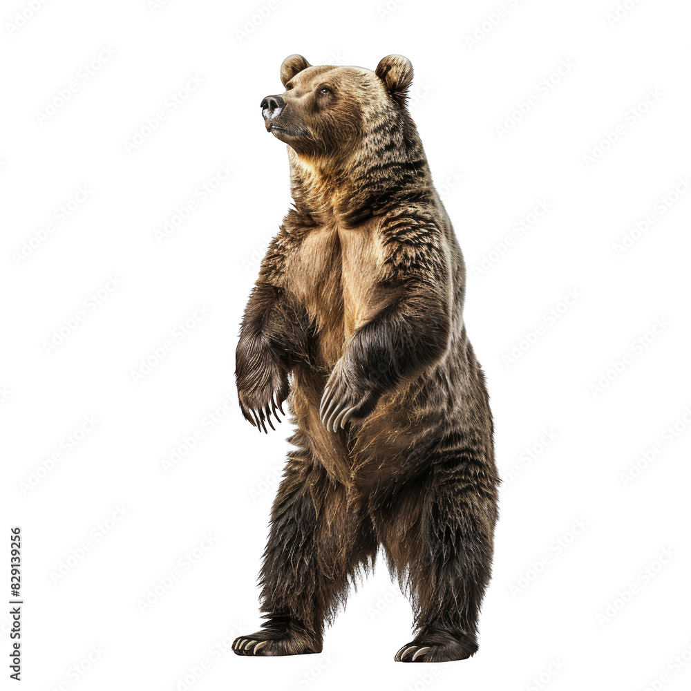 Fototapeta premium brown bear in a full body standing pose on a white background, png.
