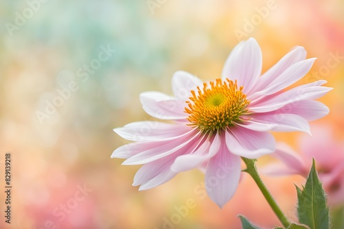 A single pink flower with a yellow center