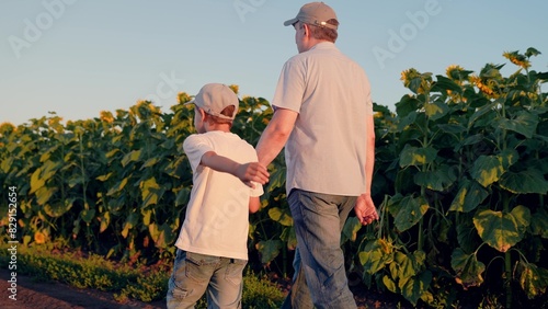 Farmer grandfather working in sunflower field with grandson. Happy family. Father, son child walking through sunflower field, summer. Family business, farmers. Dad, child grows sunflower seeds. Sunset